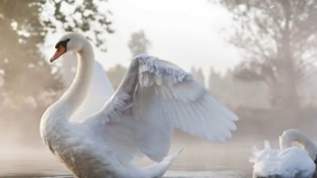 Le cygne chasse l'onde......avec ses larges palmes,
Et  glisse  doucement,  sur l'eau  du lac,calme.......