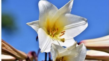 Bonne fête à toutes les "MARIE"