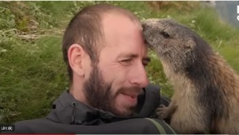 À la sortie de son hibernation(5-6mois)une marmotte  rencontre un randonneur....et  fait connaissance avec tendresse,,et curiosité,de l'approche d',,un corps humain....aussi surpris  qu'elle....le promeneur nous relate cette rencontre  mémorable...