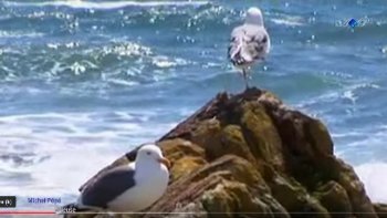 Écoutez  le chant de l'océan......Le tumulte  des  vagues, dansant au gré du vent,  
les cris sauvages  des  oiseaux....sur les rochers  où  se  brisent les  étincelles d'écume.......où vont mourir  nos  rêves  de  voyage.......