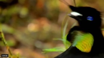 Dans la parade nuptiale, l 'oiseau de paradis de Nlle Guinée,  regorge  d'une imagination   remarquable, ,avec  sa danse  hilarante....Que ne ferait-on pas pour plaire !