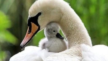 Plumes  de tendresse....