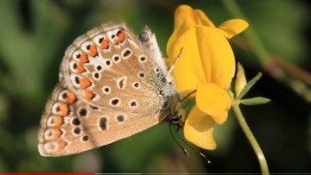 Combien  de fois,  nous  sommes pressés......oubliant de regarder, sur notre chemin de vie,  les simples  choses......qui pourtant  l'illuminent  ! Comme un petit papillon  vole de fleurs  en fleurs,  prenons le temps,  de regarder.....et d'écouter  ce  que musique,  nous dit   au coeur des notes......