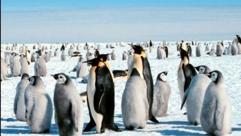 le pingouin et le manchot, sont deux oiseaux marins , même plumage noir et blanc,pêchent en nageant sous l'eau,,pour se nourrir, se regroupent chaque année pour se reproduire.