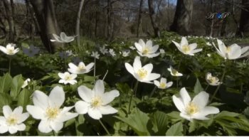 Fidèle  le  printemps  revient......avec ses promesses  de  fleurs  et  de  fruits......d'espérance  en  des  jours  meilleurs....ed vidéo Andreea Petcu..