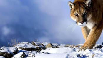 ADMirez ces magnifiques animaux en hiver, trop craquant !