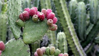 C'est a Caudarella au sud de la Sicile , que deux paysans exploitent en permaculture un immense verger où poussent des FIGUES DE BARBARIE. 