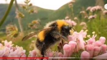 Le soleil mène la danse, fleurie et parfumée de mille fleurs courtisées par la gent ailée